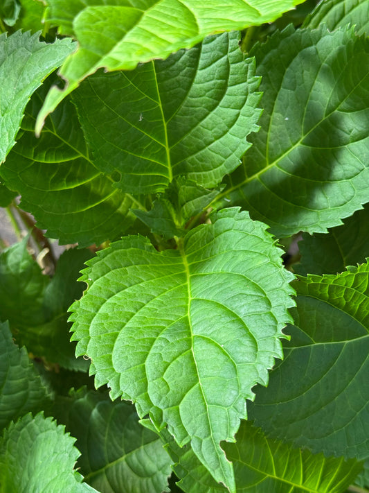 * UNIEK* Hydrangea Macrophylla - Boerenhortensia roze +/- 20 jaar oud - XXL in 45L pot (3 beschikbaar)