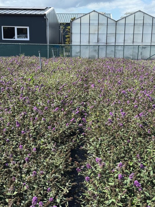Buddleja 'Purple Chip' - Dwergvlinderstruik paars