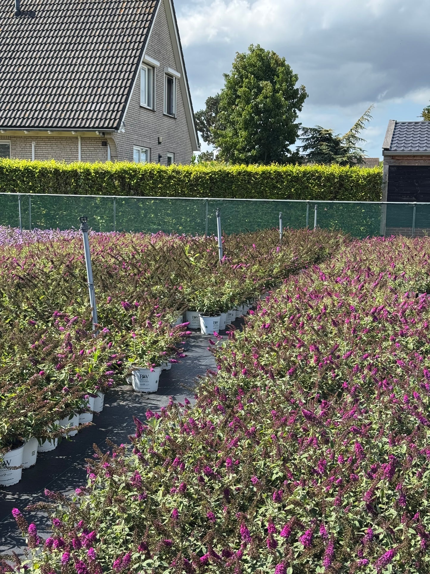 Buddleja 'Red Chip' - Dwergvlinderstruik rood