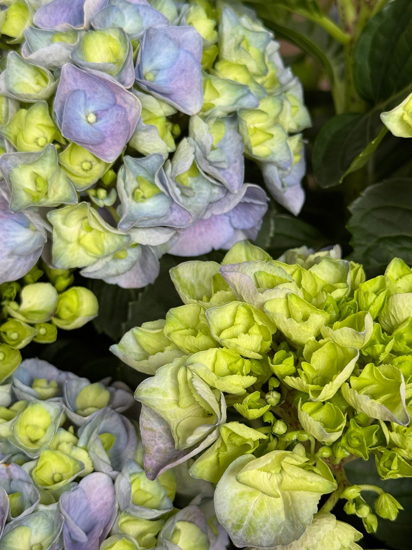 Hydrangea macrophylla - Boerenhortensia blauw