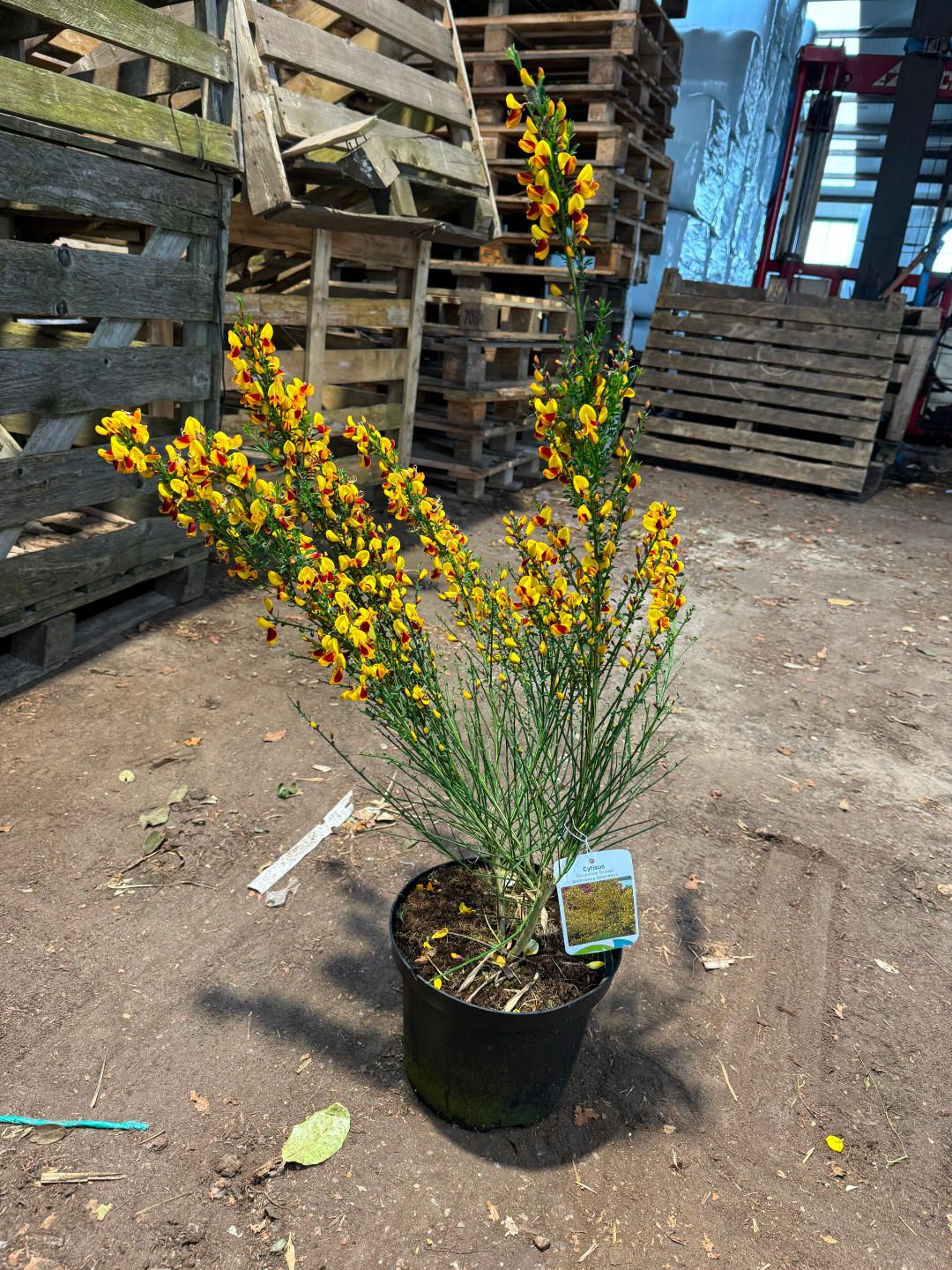Cytisus (Scoparius Group) 'Andreanus Splendens' - Brem