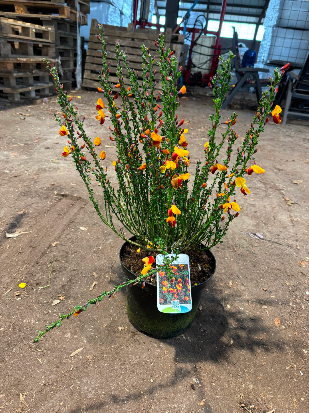 Cytisus (Scoparius Group) 'Fulgens' - Brem