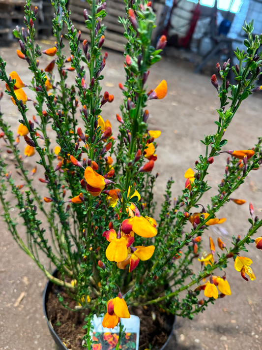 Cytisus (Scoparius Group) 'Fulgens' - Brem