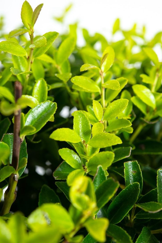 Ilex crenata 'Blondie' - Japanse hulst in Bonsai-vorm
