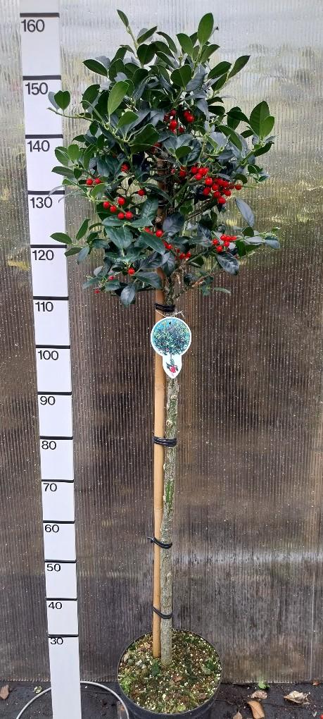 Ilex aquifolium 'J.C. van Tol' - Japanse Hulst op stam
