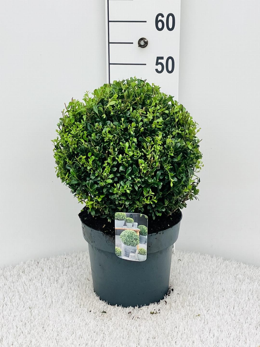 Ilex crenata 'Luxus Globe' - Japanse Hulst in bolvorm