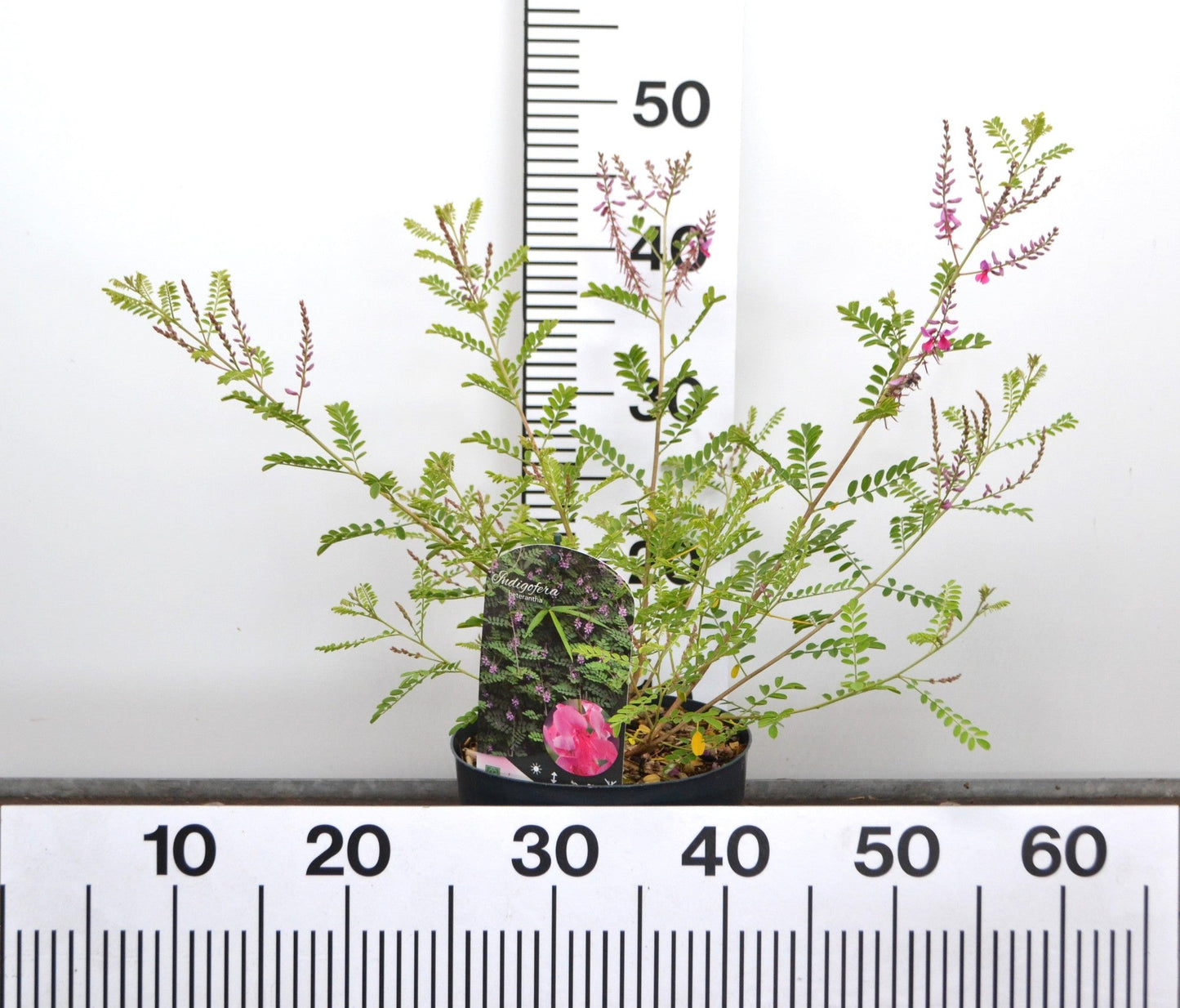 Indigofera heterantha - Indigostruik