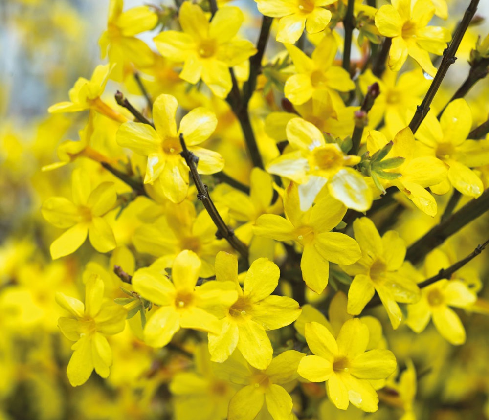 Jasminum nudiflorum - Winterjasmijn