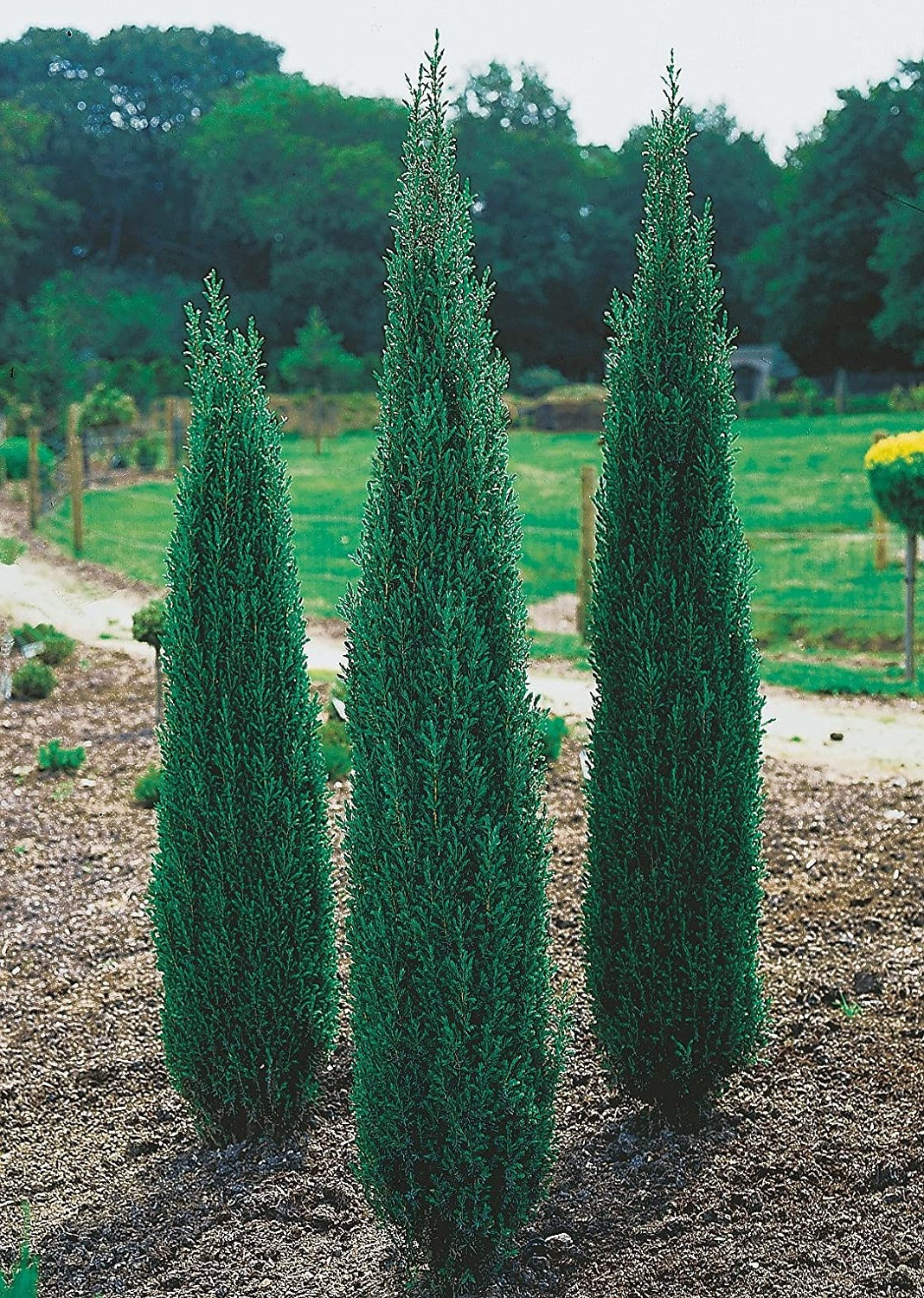 Juniperus comm. 'Sentinel' - Jeneverbes