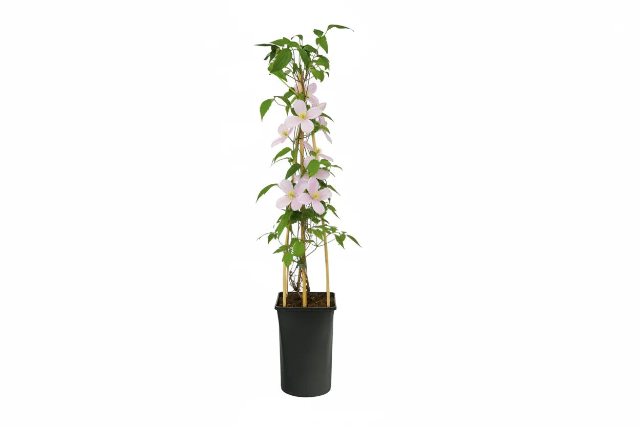 Clematis Montana 'Pink Perfection' - Roze bosrank