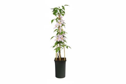Lichtroze clematisbloemen met gele stekels bloeien in een dichte, groene struik. Perfect voor tuinversiering en decoratieve tuinontwerp.
