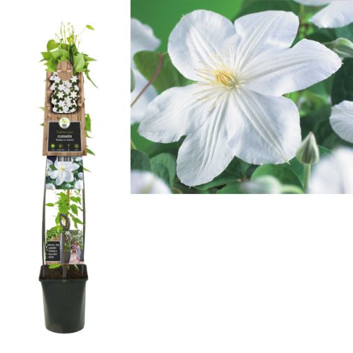 Clematis 'Madame Le Coultre' - Witte bosrank