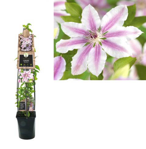 Clematis 'Nelly Moser' - Roze/witte bosrank
