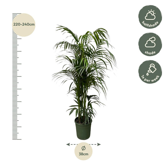 Een groene, stijlvolle kamerplant met lange, vlezige bladeren in een donkergroene pot. Perfect voor binnenruimtes en als decoratieve toevoeging in woon- of kantoorruimtes.