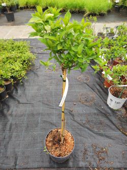 Hydrangea paniculata 'Kyushu' op stam - Pluimhortensia op stam