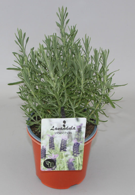 Lavendelbloemen in levendige paarse tinten met donkere, korrelige centra en groene stengels. Perfect voor aromatherapie of decoratieve doeleinden in een rustige tuin.
