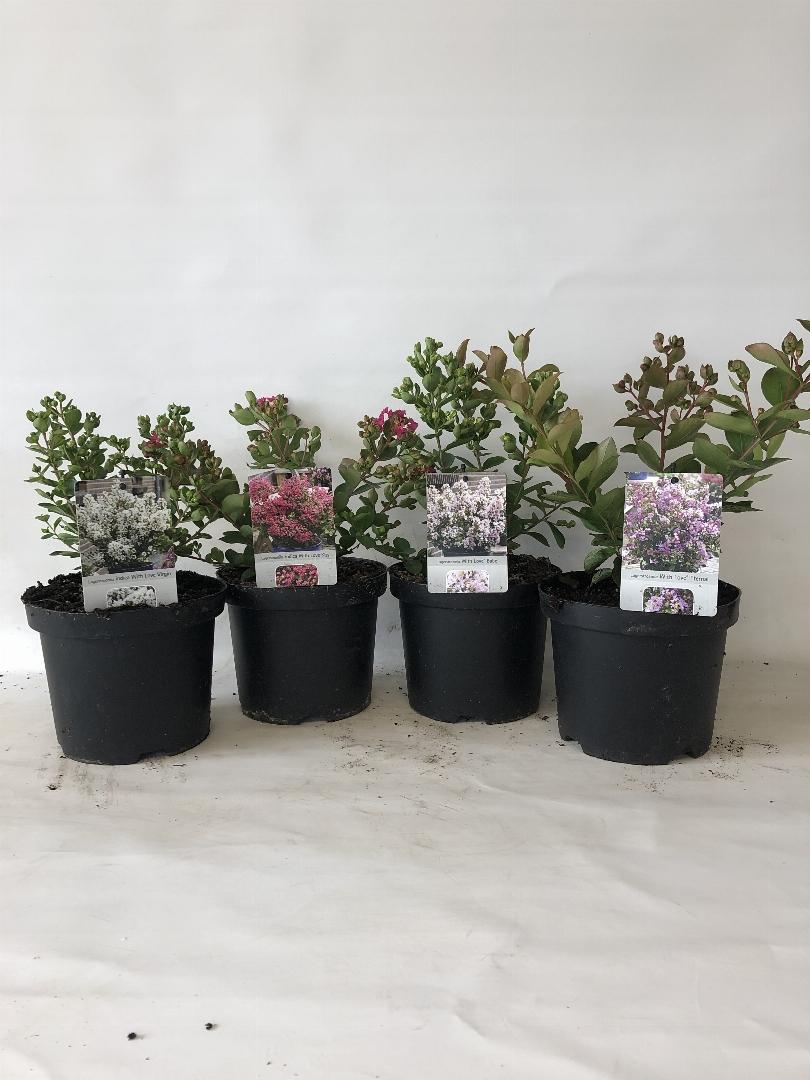 Lagerstroemia indica - Indische Sering in div. kleuren