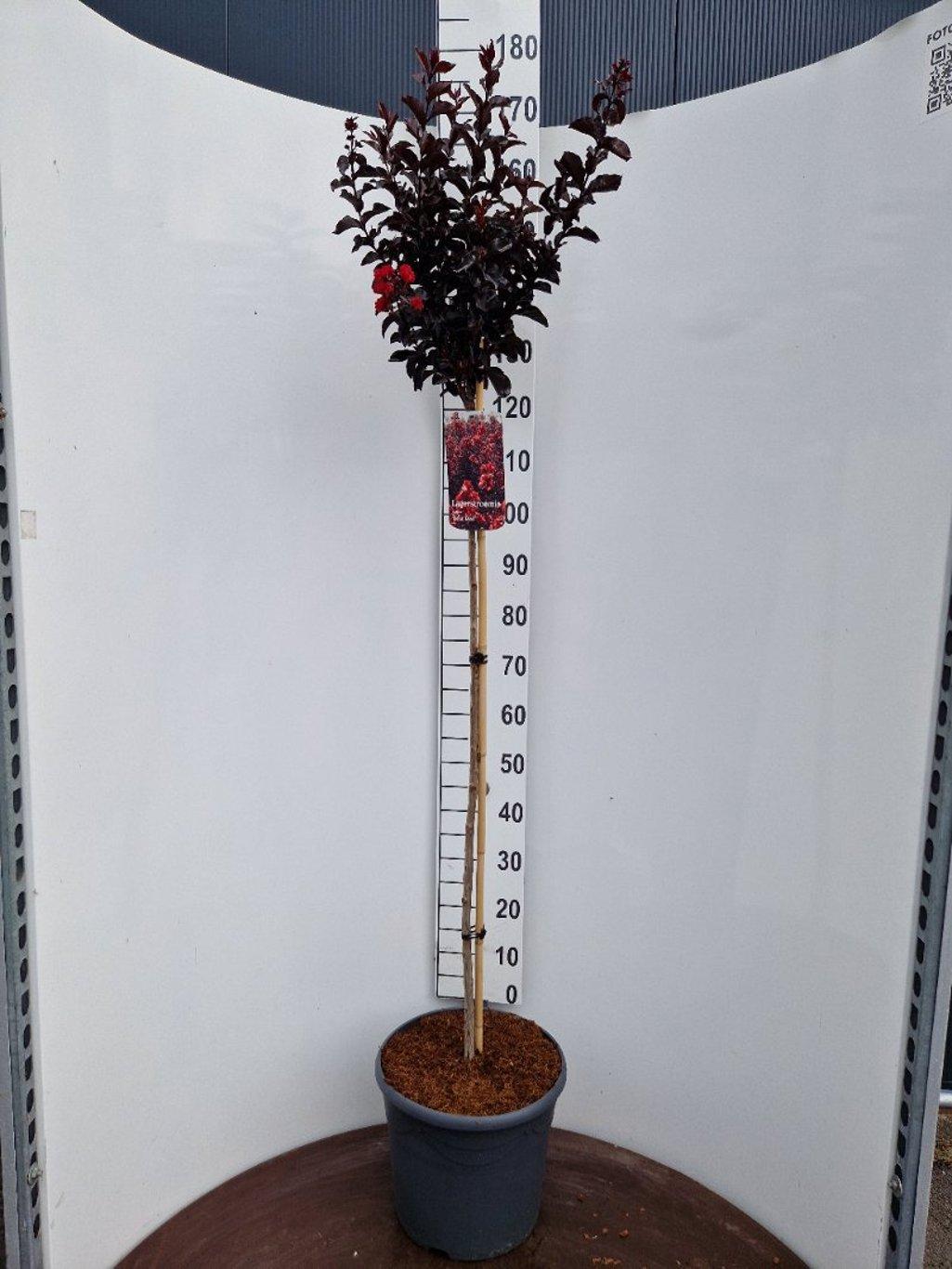 Lagerstroemia indica ‘Best Red’ - Indische sering (Struik of op stam)