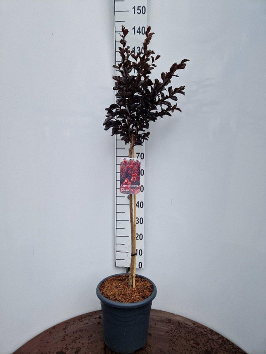 Lagerstroemia indica ‘Best Red’ - Indische sering (Struik of op stam)