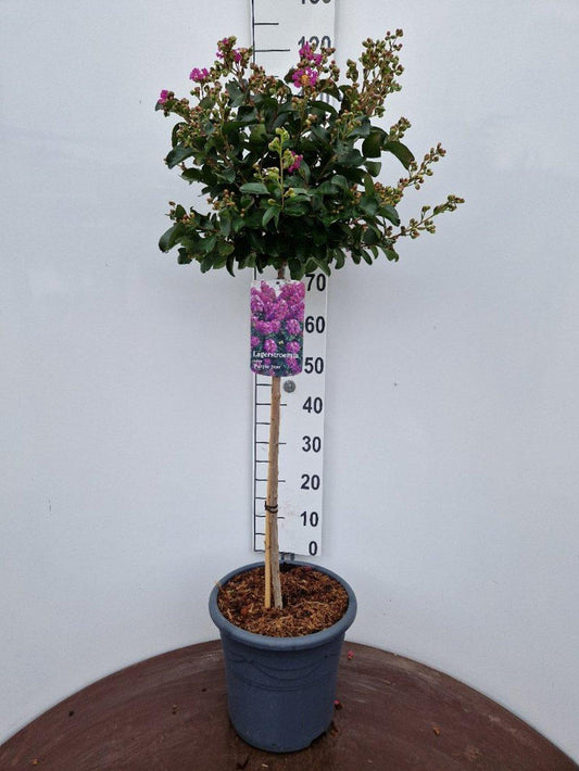 Lagerstroemia indica ‘Purple Star’ - Indische sering (Struik of op stam)
