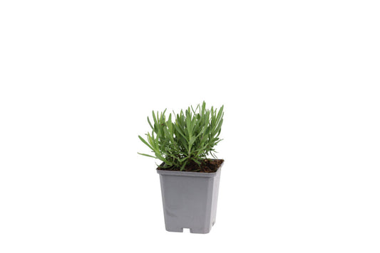 Lavendelbloemen in zachte paarse tinten, met zichtbare groene stengels en fijne bladeren, bloeien in een natuurlijke tuin. Perfect voor aromatherapie en decoratieve tuinontwerp.