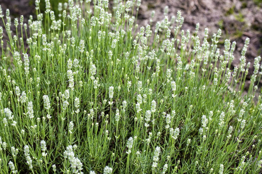 Lavandula angustifolia 'Alba' - Witte lavendel