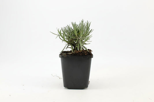 Lavendelbloemen in levendige paarse tinten, met zichtbare groene stelen en fijne bloemblaadjes. Perfect voor natuurlijke sfeer in tuinen of als decoratief element in spa-ruimtes.