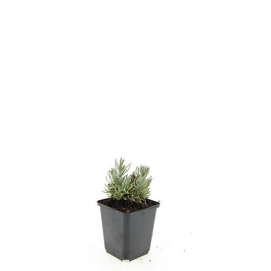 Violette lavendelbloemen in volle bloei, met groene, langwerpige bladeren en dunne stelen. Perfect voor tuinieren en aromatherapie, met een natuurlijke, rustgevende uitstraling.