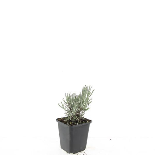 Lavendelbloemen in levendige paarse tinten, met zichtbare stengels en groene bladeren in de achtergrond. Perfect voor tuinieren en aromatherapie.