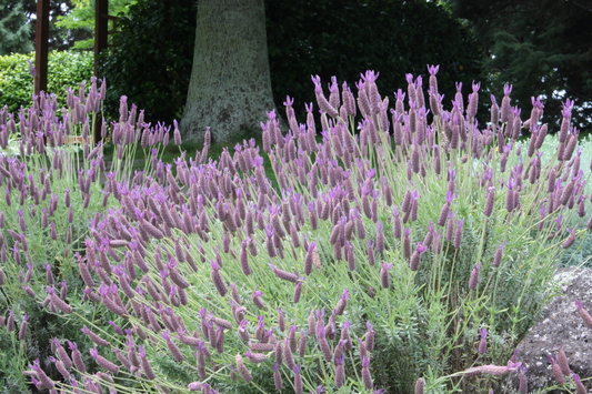 Lavandula Stoechas - Kuiflavendel
