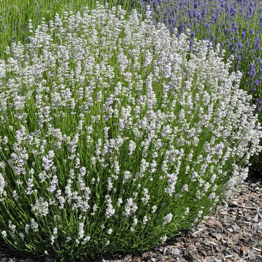 Lavandula intermedia 'Edelweiss' - Witte lavendel