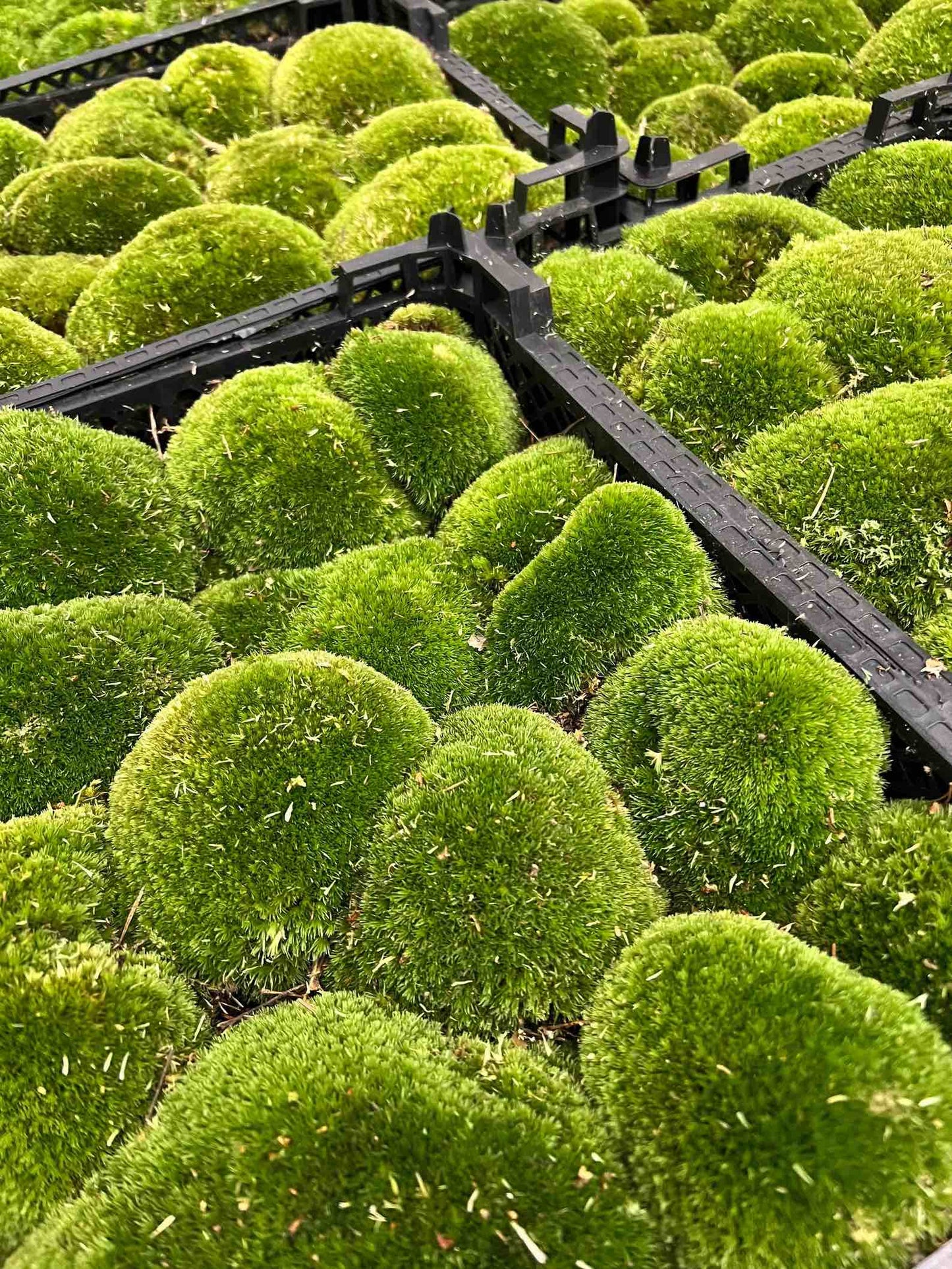 Comnox - Live Cushion Moss - Natuurlijke Decoratie - Leucobryum glaucum