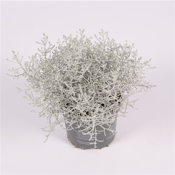 Leucophyta brownii - Koraalstruikje