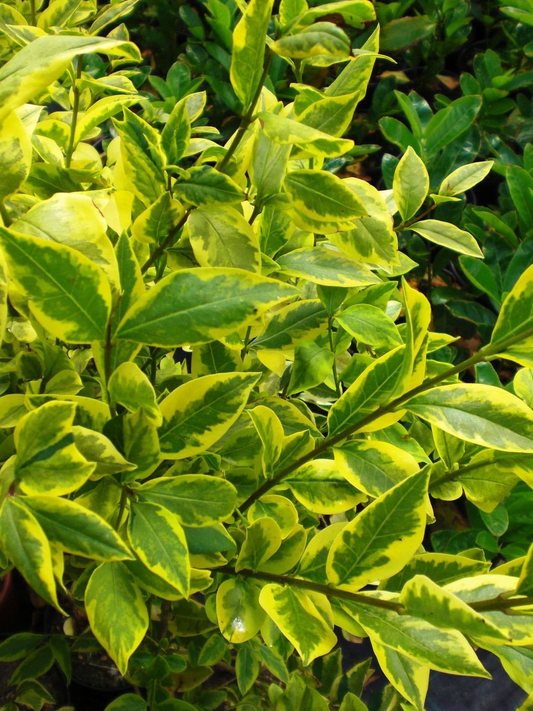 Grote rijen van levendige gele randen struiken, perfect voor tuinbouw en decoratieve planten. De zachte natuurlijke achtergrond versterkt de kleurrijke, groene en gele bladeren.
