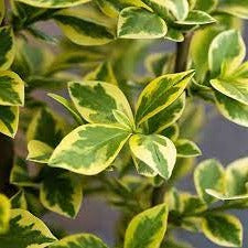 Ligustrum Ovalifolium Aureum - Wintergroene bonte liguster in pot