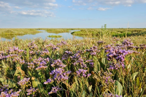 Limonium vulgare - Zeelavandel/Lamsoor p9 pot