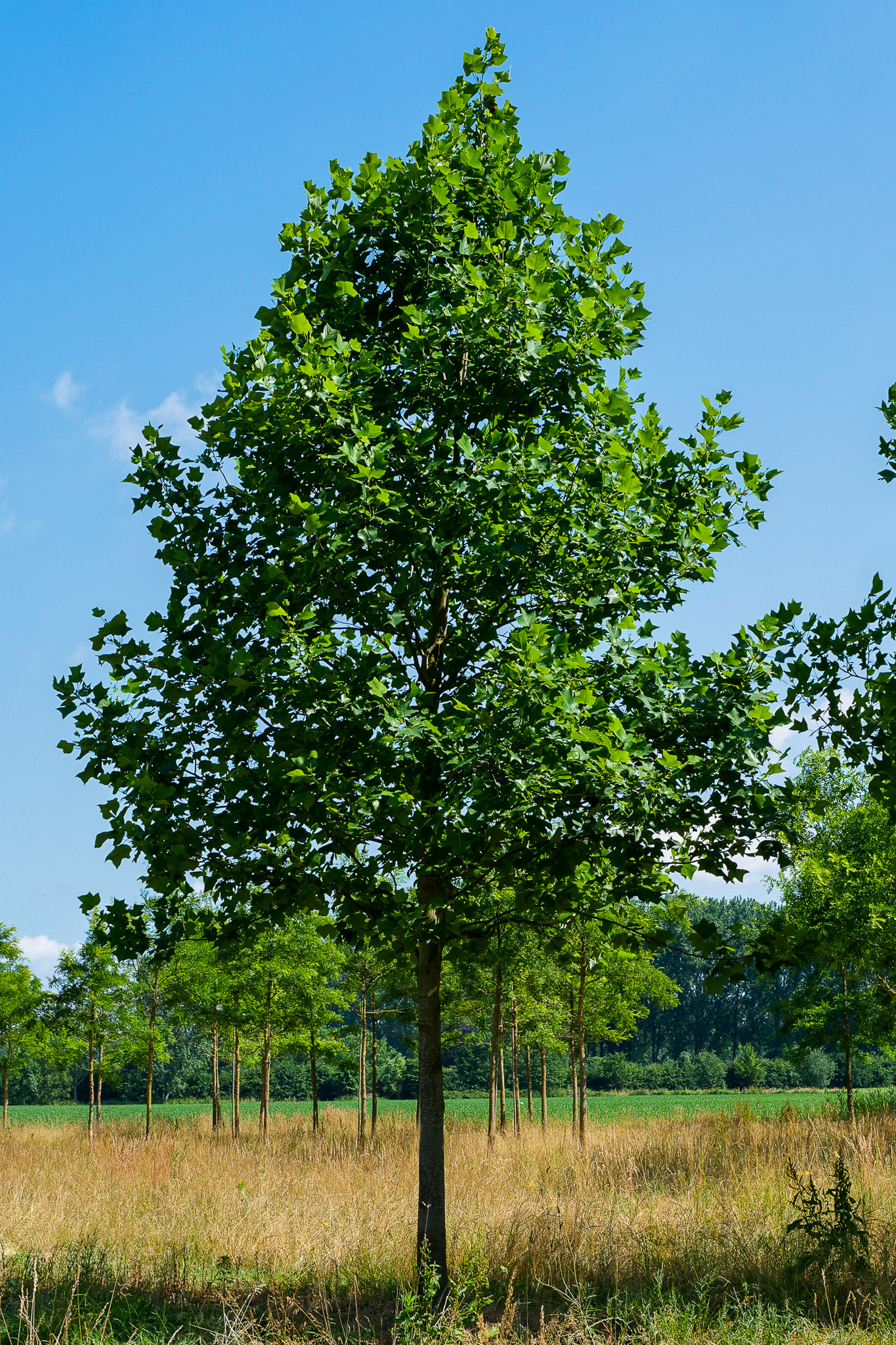 Liriodendron tulipifera - Tulpenboom