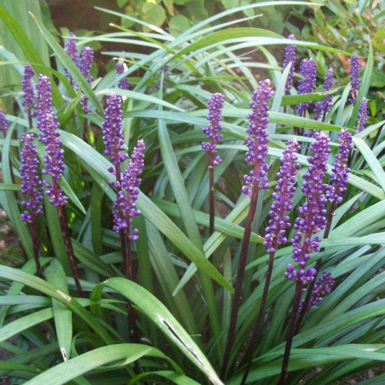 Liriope muscari 'Ingwersen' - Leliegras XXL