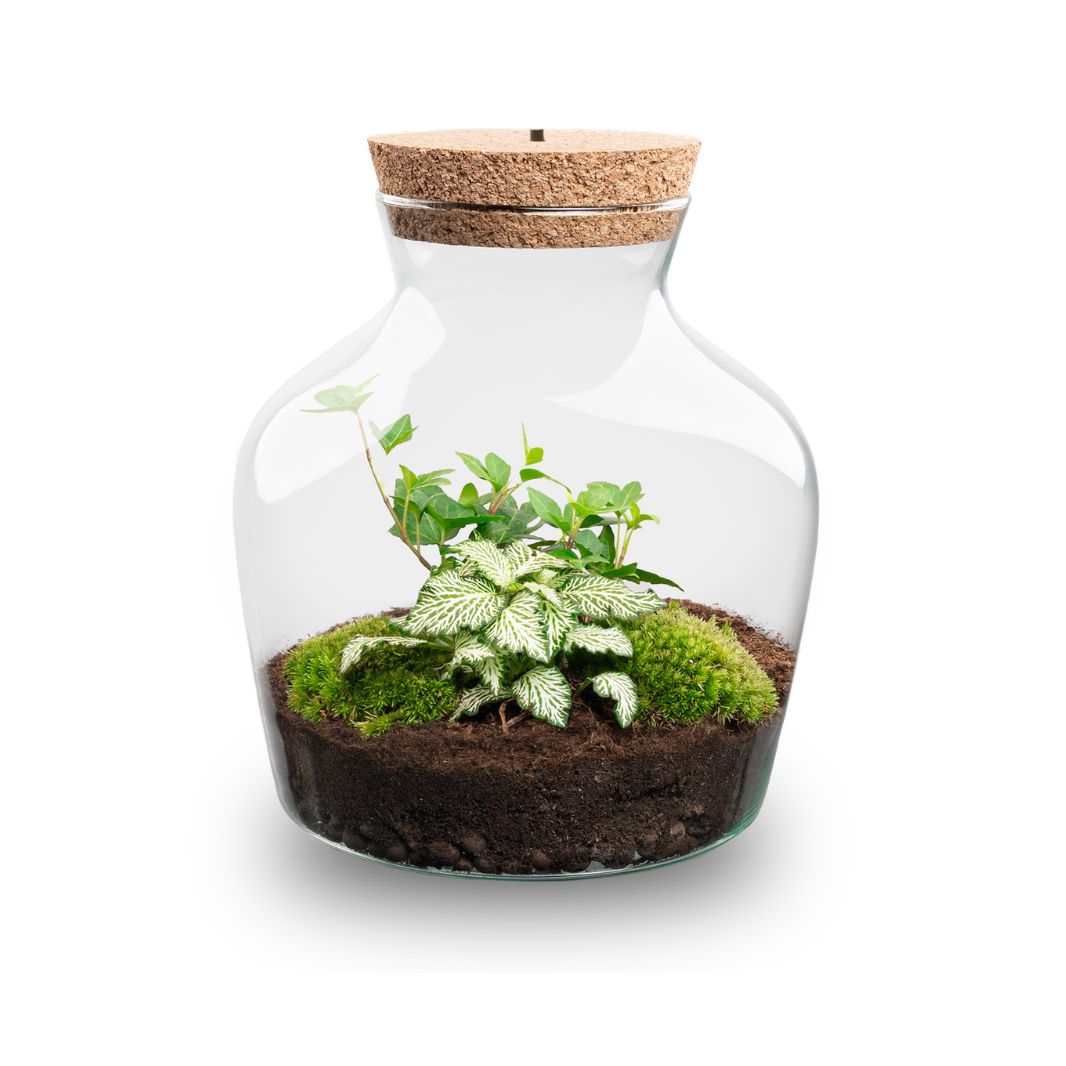Little Joe Hedera Helix + Fittonia White Tiger - Terrarium with light - Bottle garden DIY kit - Ø 20 cm ↑ 22 cm