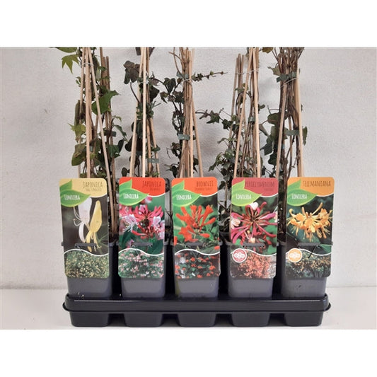 Lonicera mix - Kleur - Pakket van 10