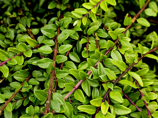 Lonicera nitida 'Maigrun' - Haagkamperfoelie