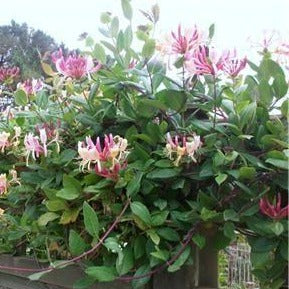 Lonicera Periclymenum 'Belgica' - Wilde Kamperfoelie