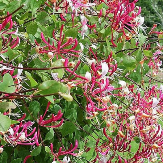 Lonicera Periclymenum 'Serotina' - Wilde Kamperfoelie