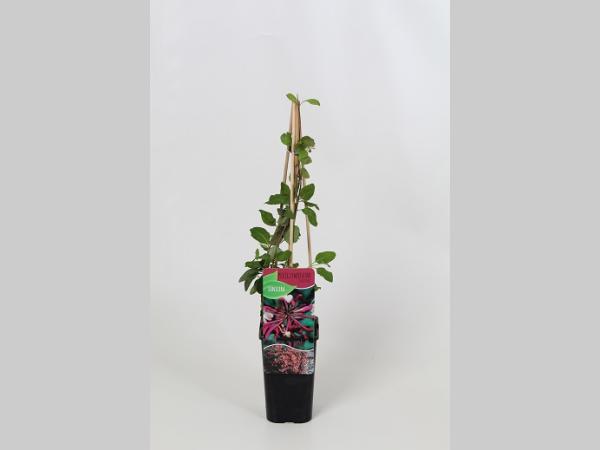 Lonicera Periclymenum 'Serotina' - Wilde Kamperfoelie