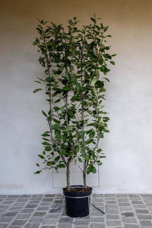 Malus domestica 'Elstar' - Appel - Haagelement