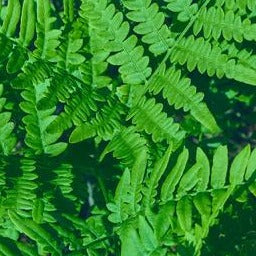 Matteuccia struthiopteris - Struisvaren