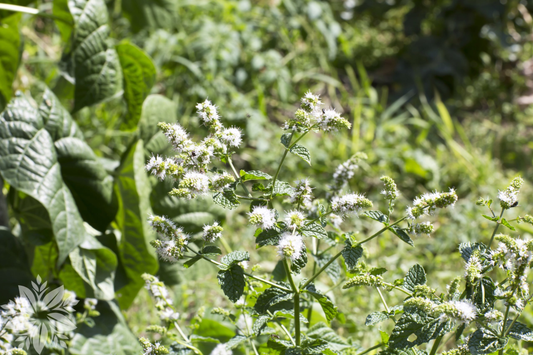 Mentha spicata 'Moroccan' - Marokkaanse munt