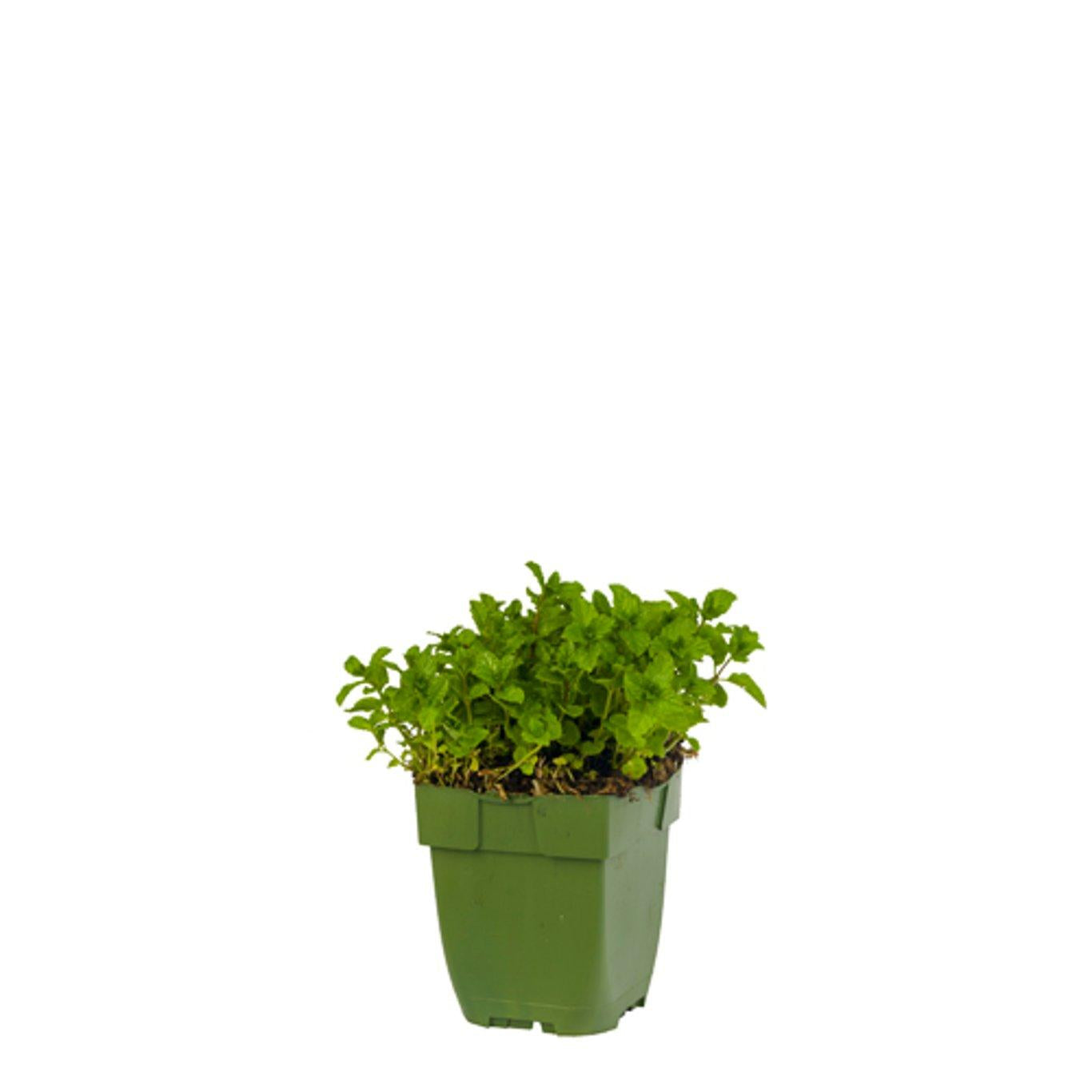 Mentha spicata 'Moroccan' - Marokkaanse munt