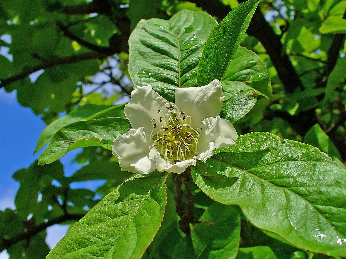 Mespilus germanica - Wilde Mispel blote wortel