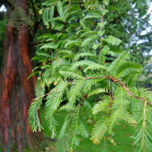 Metasequoia glyptostroboides - Watercipres
